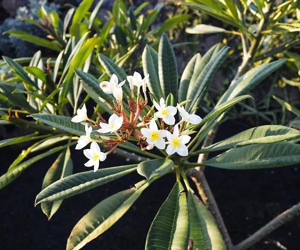 Mana Ecoretreat Bed & Breakfast 5*