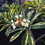 Mana Ecoretreat לינה וארוחת בוקר 5*